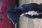 Chien