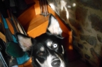 Chien