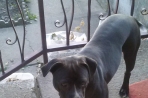 Chien