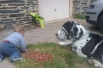 Chien