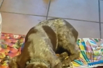 Chien