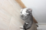 Chien
