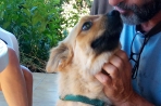 Chien