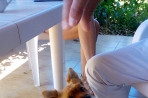 Chien