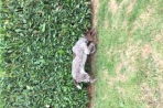 Chien