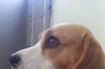 Chien