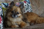 Chien