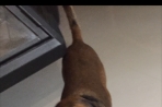 Chien