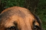 Chien