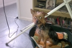 Chien
