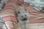 Chien