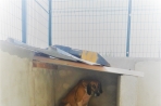 Chien