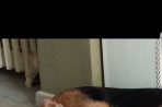 Chien