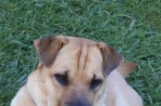 Chien