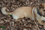 Chien