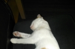 Chien