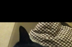 Chien