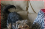 Chien