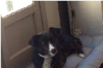 Chien