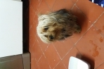 Chien