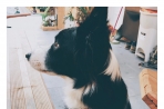 Chien