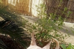 Chien