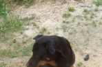 Chien