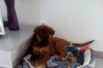 Chien