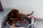 Chien