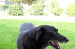 Chien