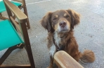 Chien