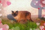 Chien