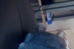 Chien