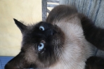 Chien
