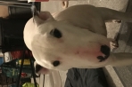 Chien