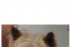 Chien