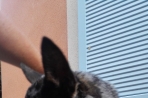 Chien