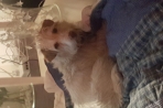 Chien