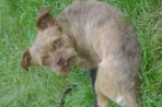 Chien