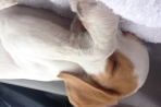 Chien