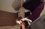 Chien