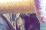 Chien