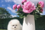 Chien