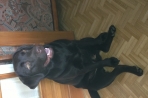 Chien