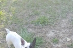 Chien