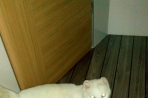 Chien