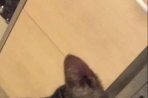 Chien