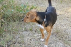 Chien