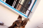 Chien
