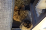 Chien